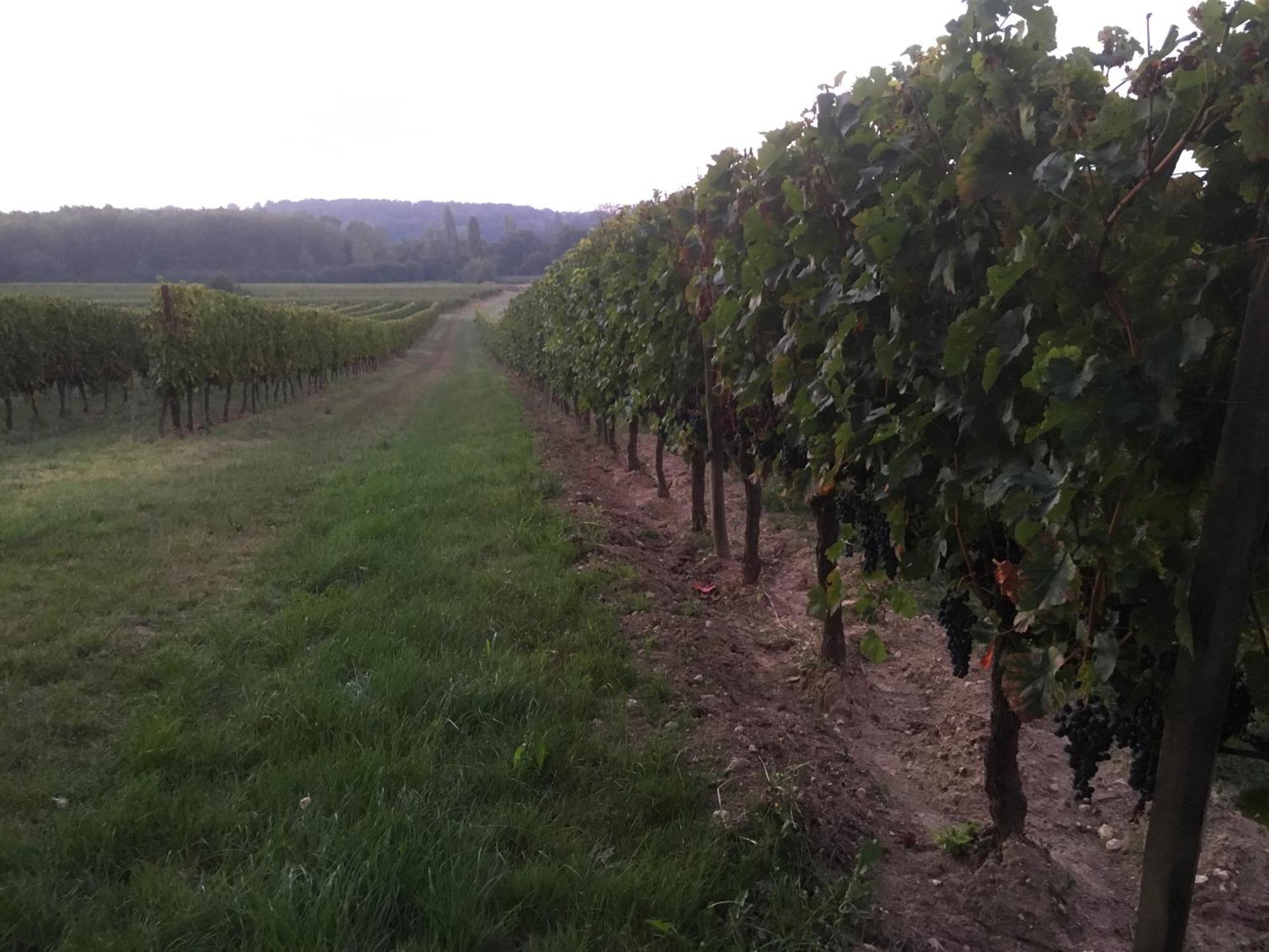 Chateau Le Noble Winery Near St Emilion Saint-Germain-du-Puch Esterno foto